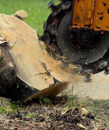 Stump Grinding