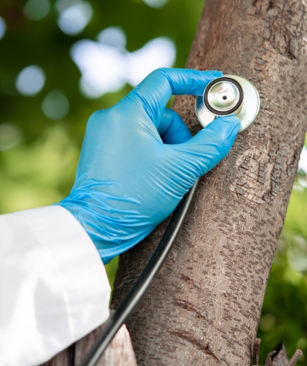 Tree Health Inspection & Treatment