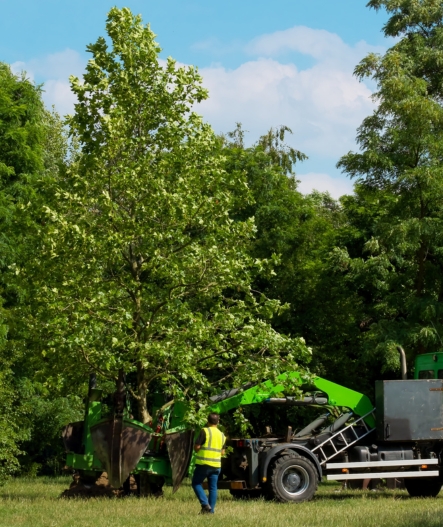 Tree Planting & Transplanting