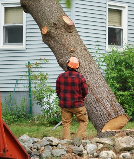 Tree Removal