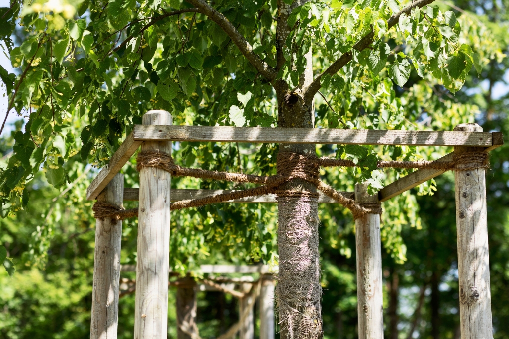 Tree Storm Prep Services: Protect Your Trees Before the Next Big Storm