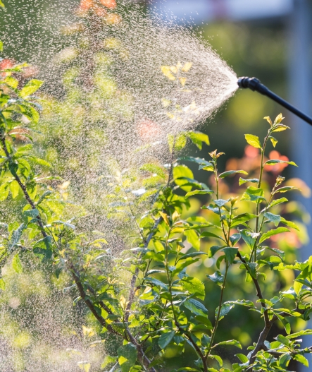 Lawn Care and Shrub Fertilization