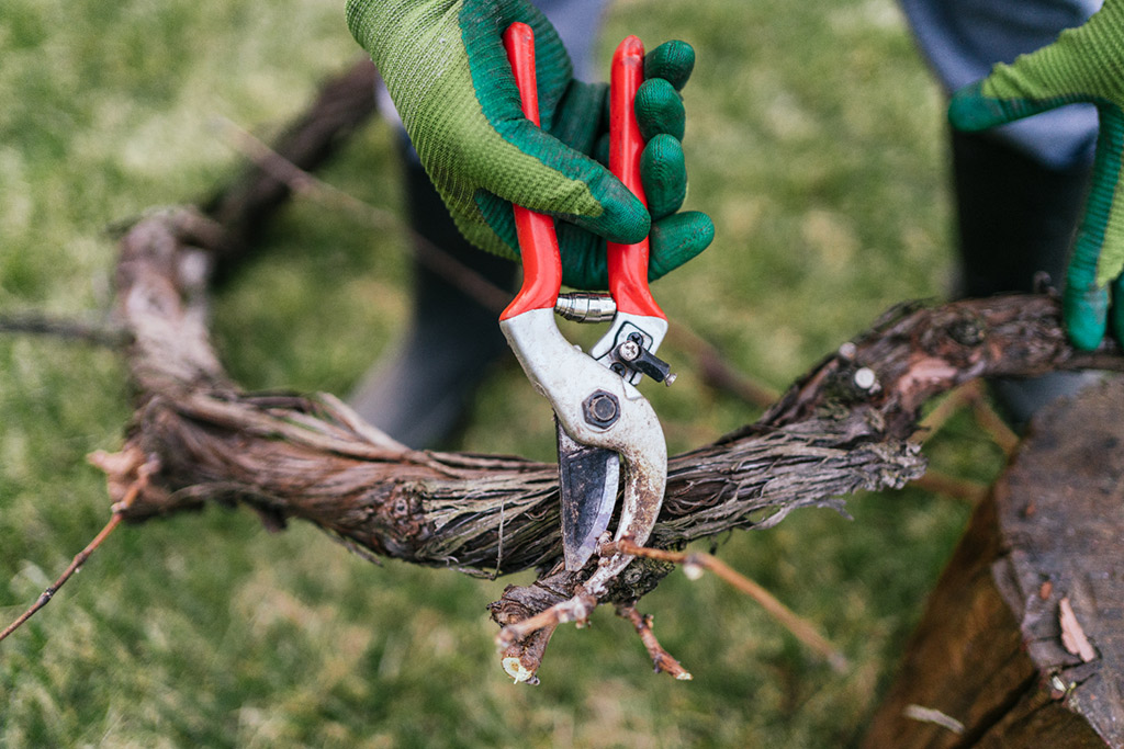 Tree Care Tips for Every Season: A Year-Round Maintenance Plan
