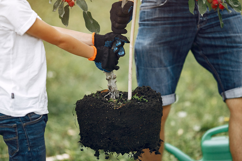 Tree Fertilization Services: Nourish Your Trees for Long-Term Health
