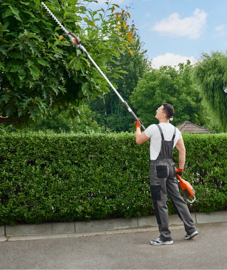 Tree Pruning and Trimming