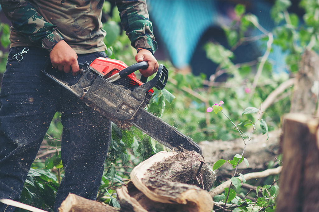 Tree Removal in New Jersey: Safe, Efficient, and Professional